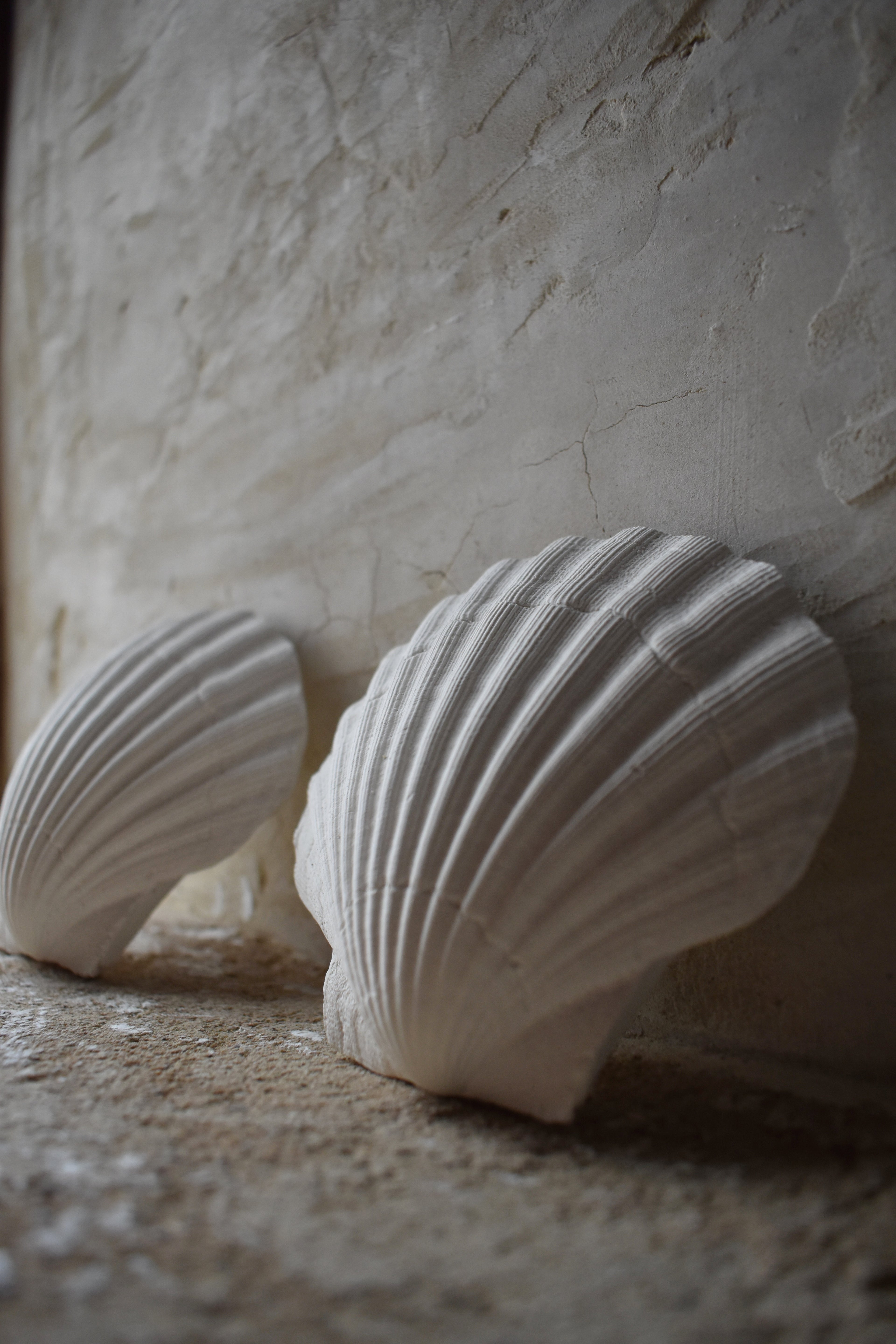 Scallop Shell