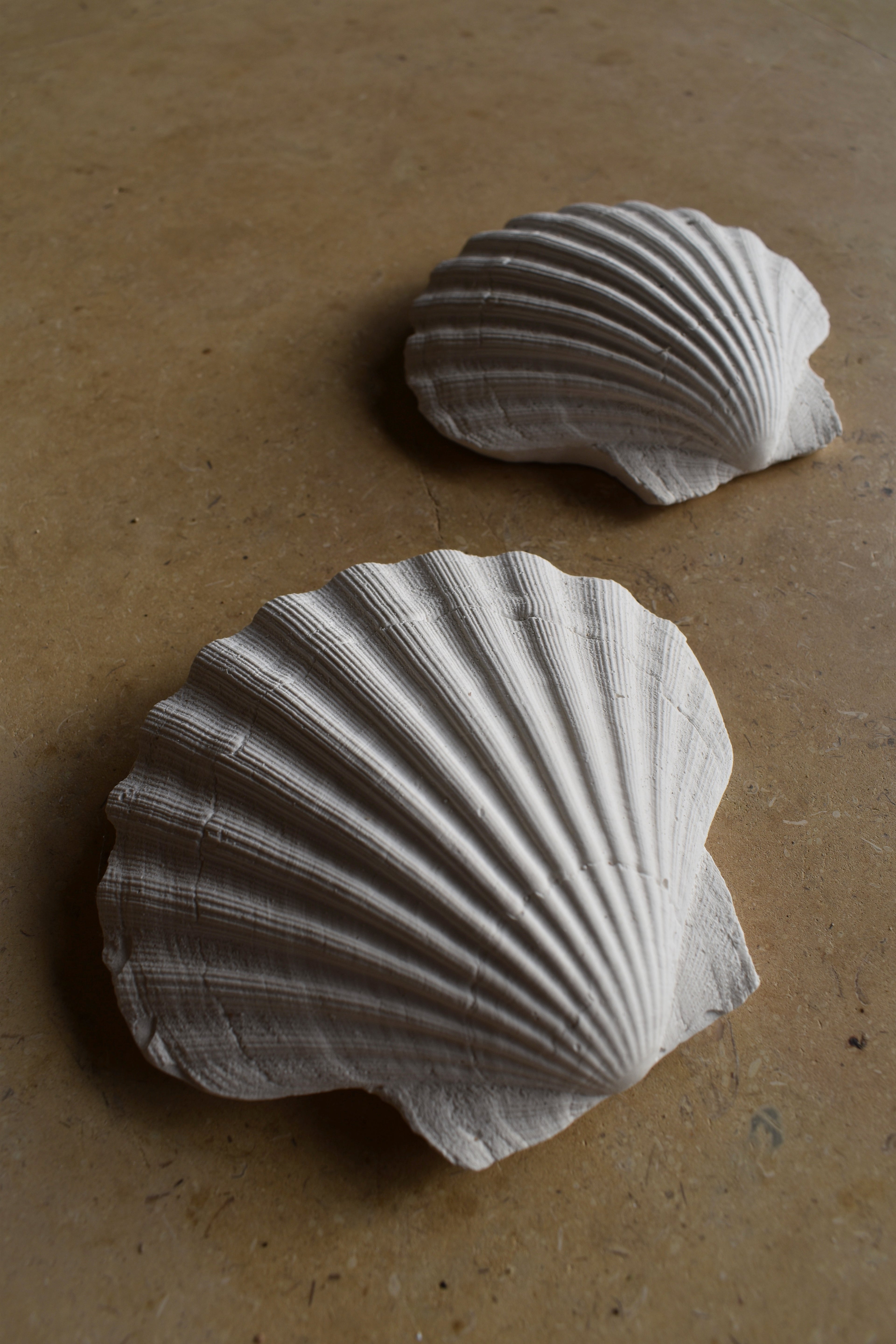Scallop Shell