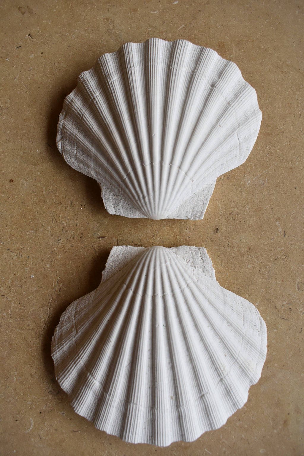 Scallop Shell