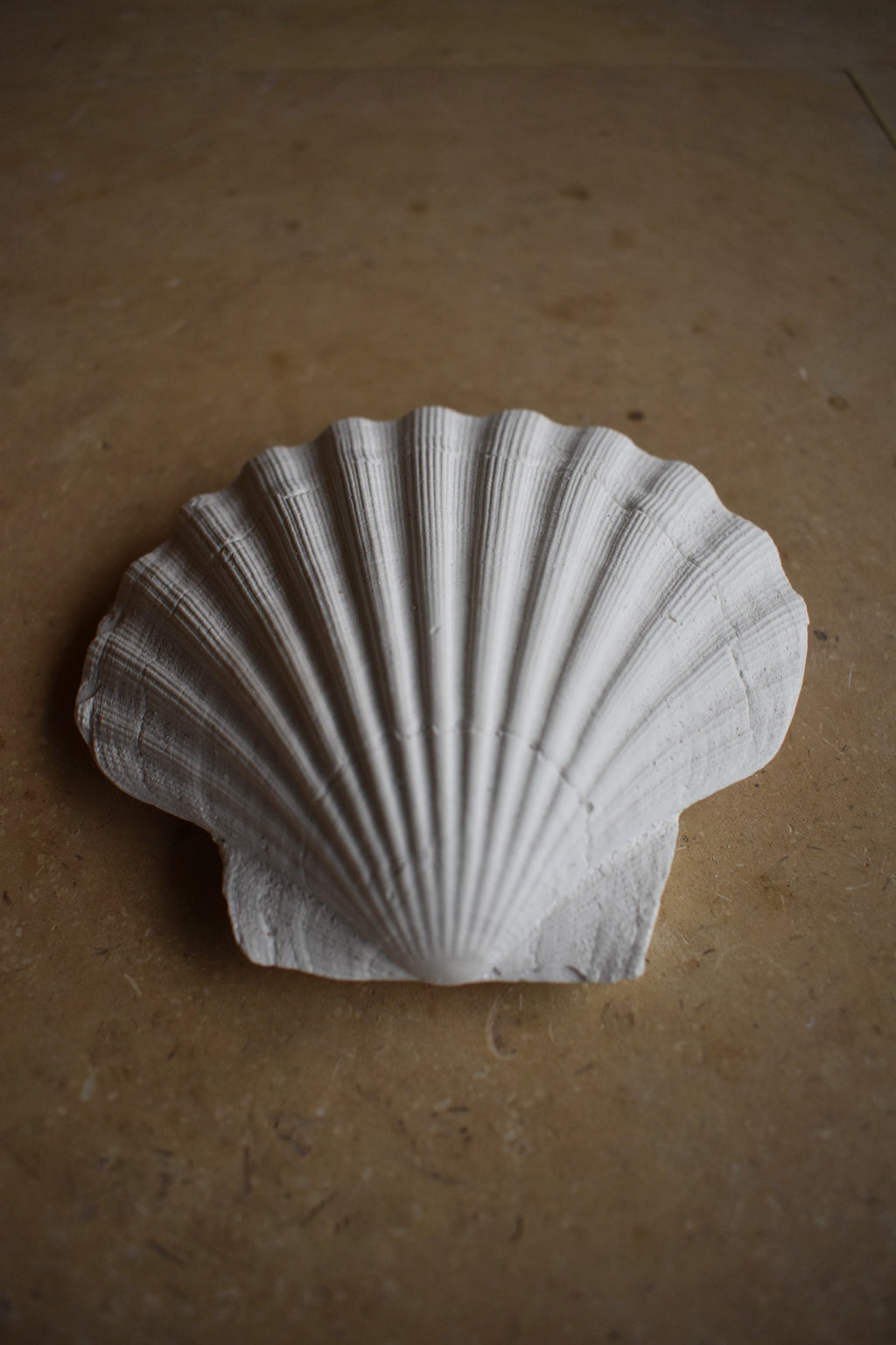 Scallop Shell